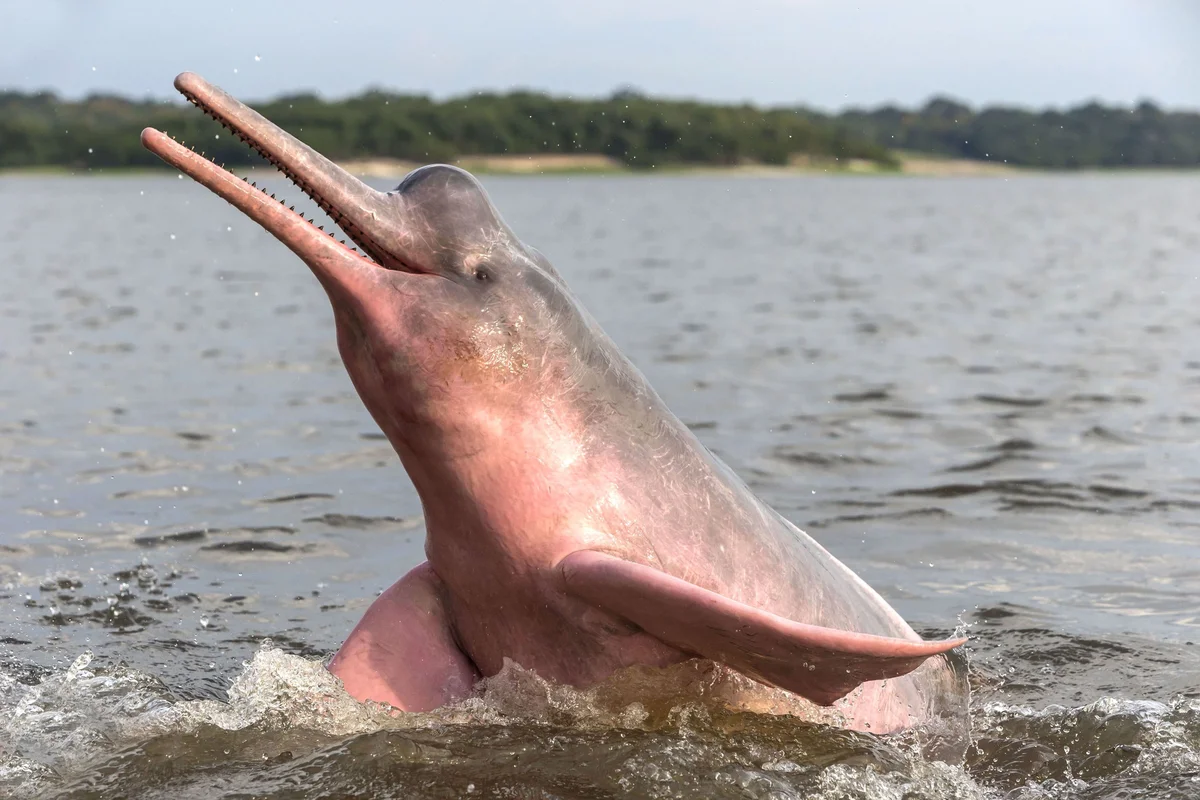 В Амазонке водятся речные дельфины