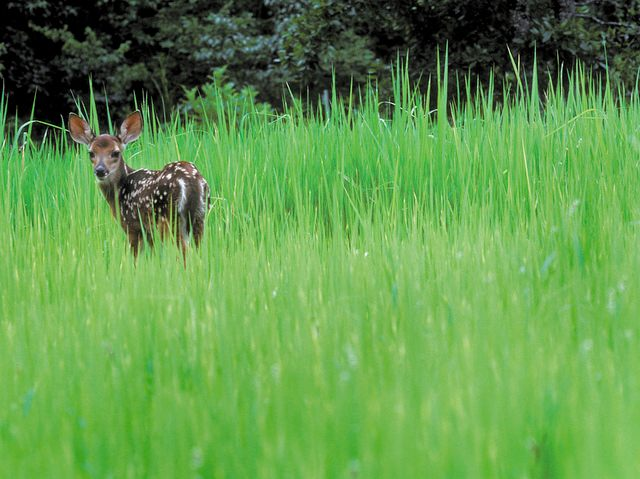 Олень тусуется в ядерной резервации Саванна-Ривер-Сайт