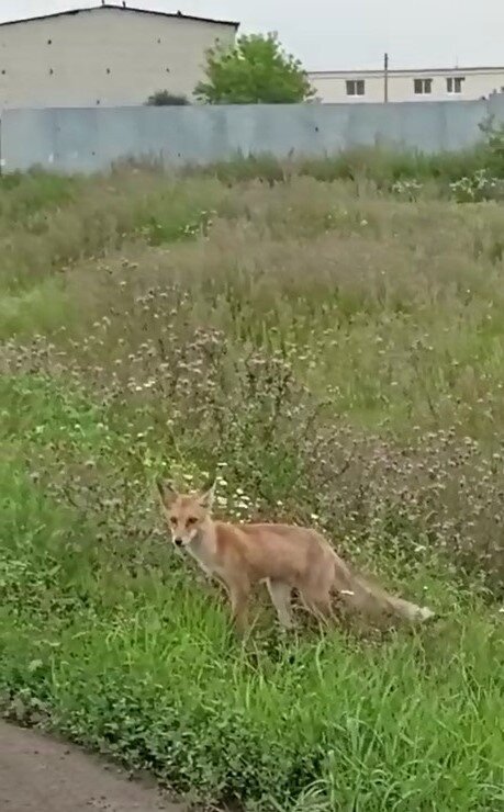 Вот такая лиса