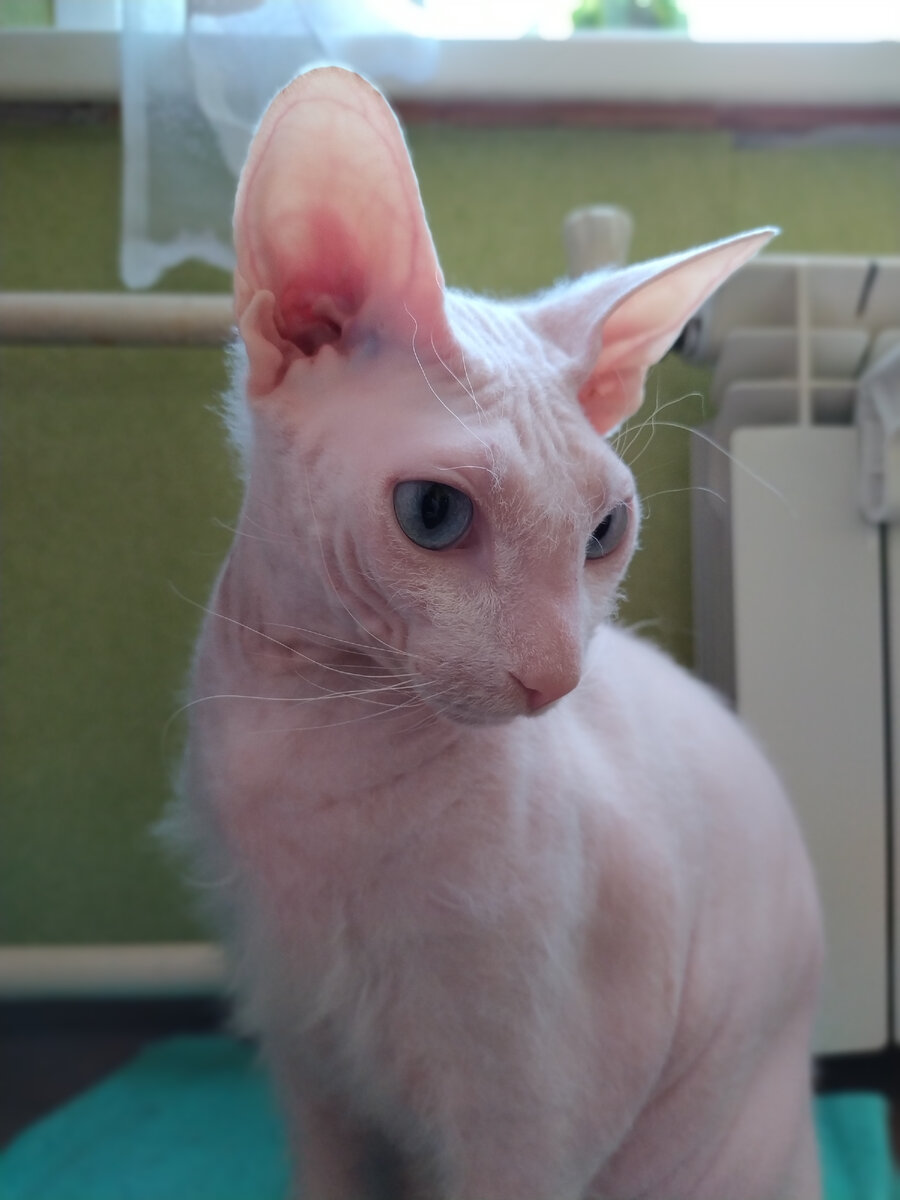 чем бу удивить мир?