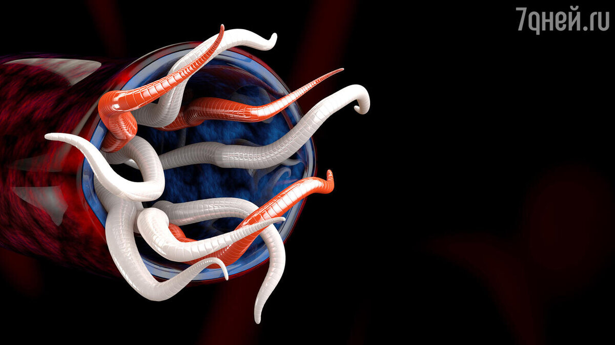 Гельминт аскарида 3д