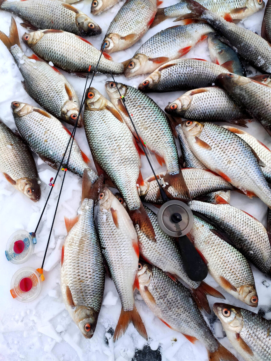 Январь. Глухозимьем и не пахнет. Тьфу-тьфу-тьфу)))