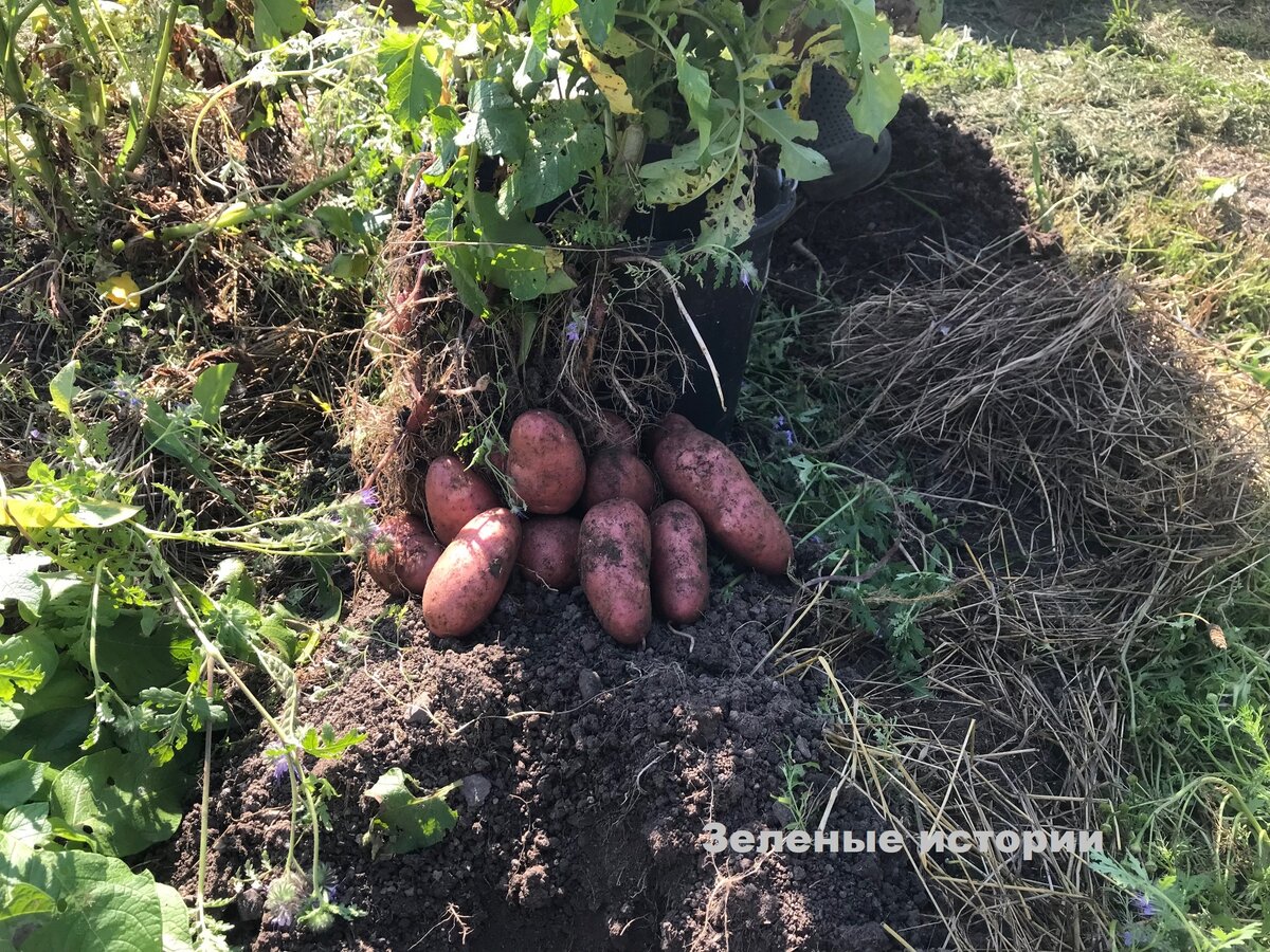 Сегодня начали уборку картофеля. Урожай отменный