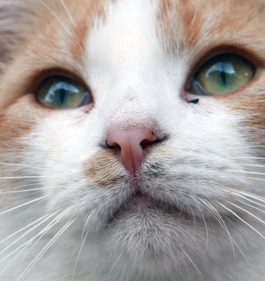 Какими должны быть нос и уши у здоровой кошки | Хвостатые секреты: все об  уходе за кошками | Дзен