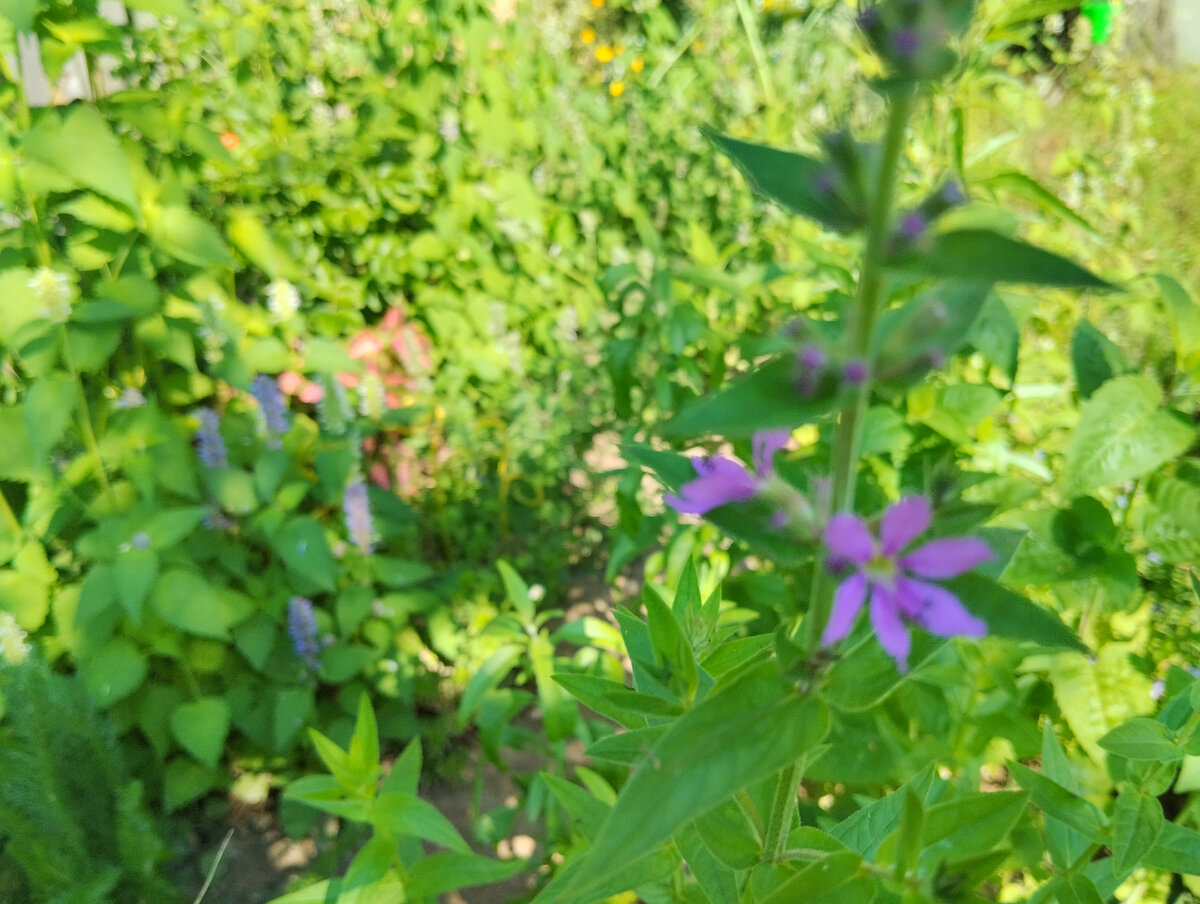 пока неясно, как себя покажет дербенник Розовый жемчуг - первые цветы