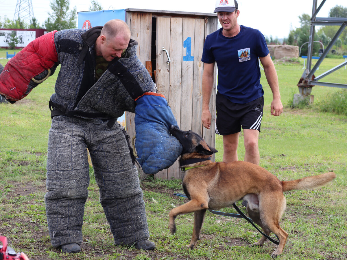 Дрессировка собак. Немецкая овчарка дрессировка. Дрессура собак. Дрессировка собак том. Дрессировка собак.