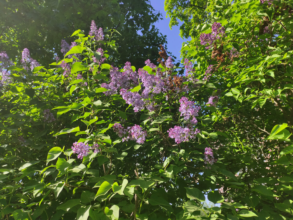 в начале лета еще цвела сирень - красиво!