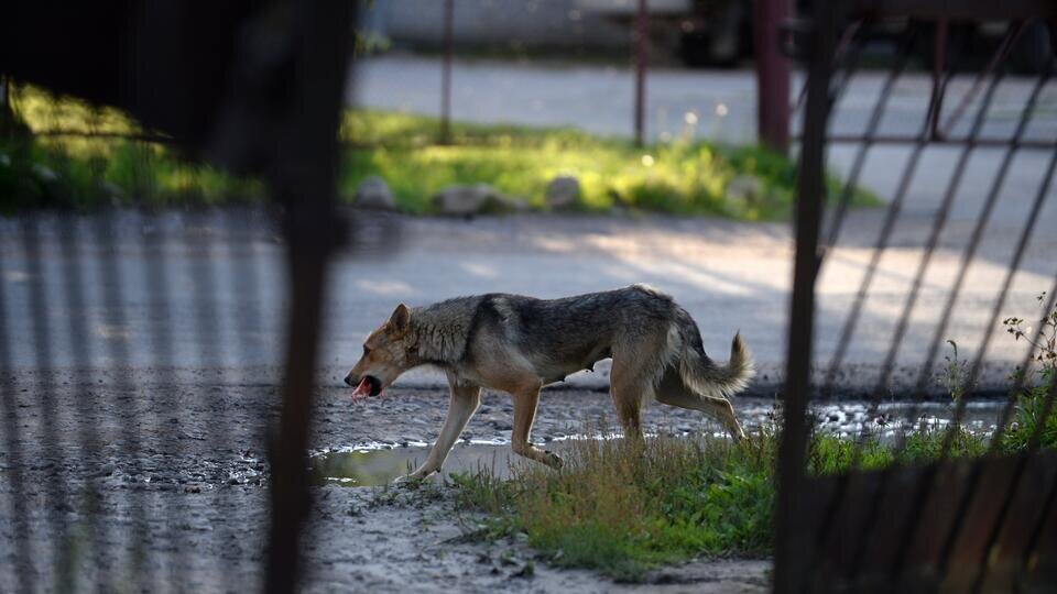 Фото: © РИА Новости/Константин Чалабов