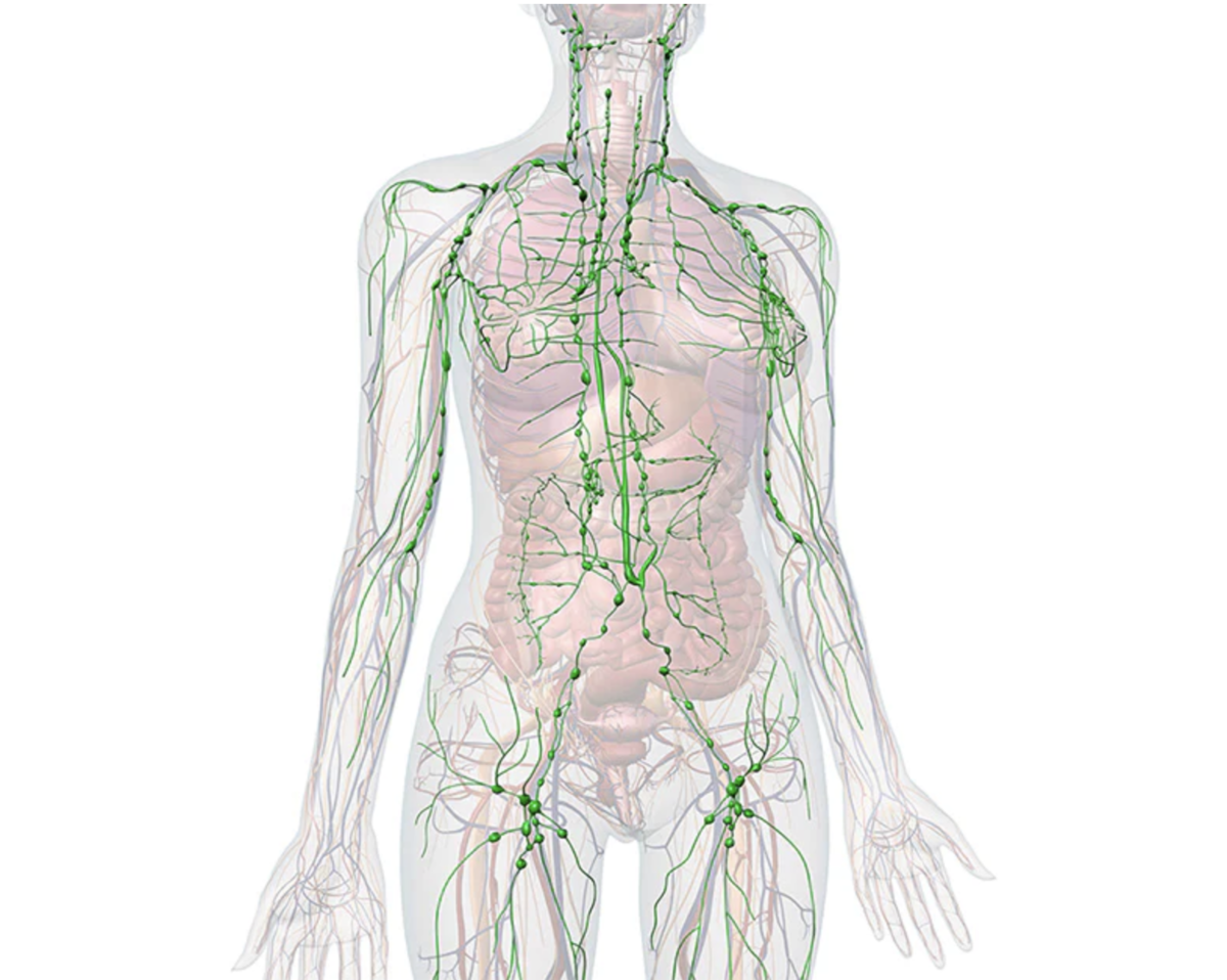 Схема оттока лимфы от тела