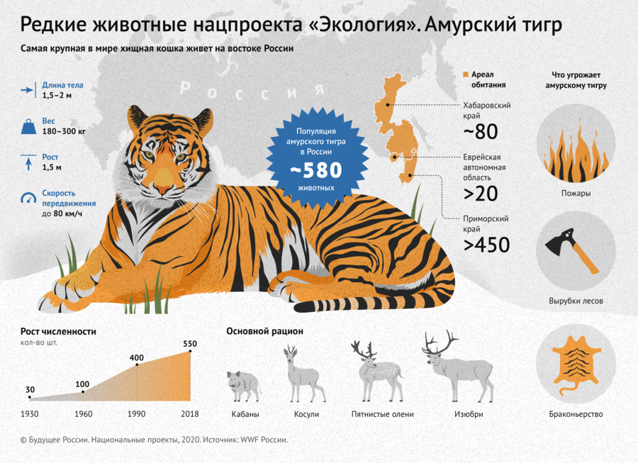 Рожденные в год тигра в 2024. Амурский тигр численность 2021. Амурский тигр вес свыше 400 кг. Рост численности Амурского тигра. Диаграмма численности Амурского тигра.