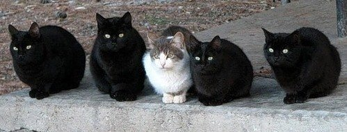 Банда "Черный кот"