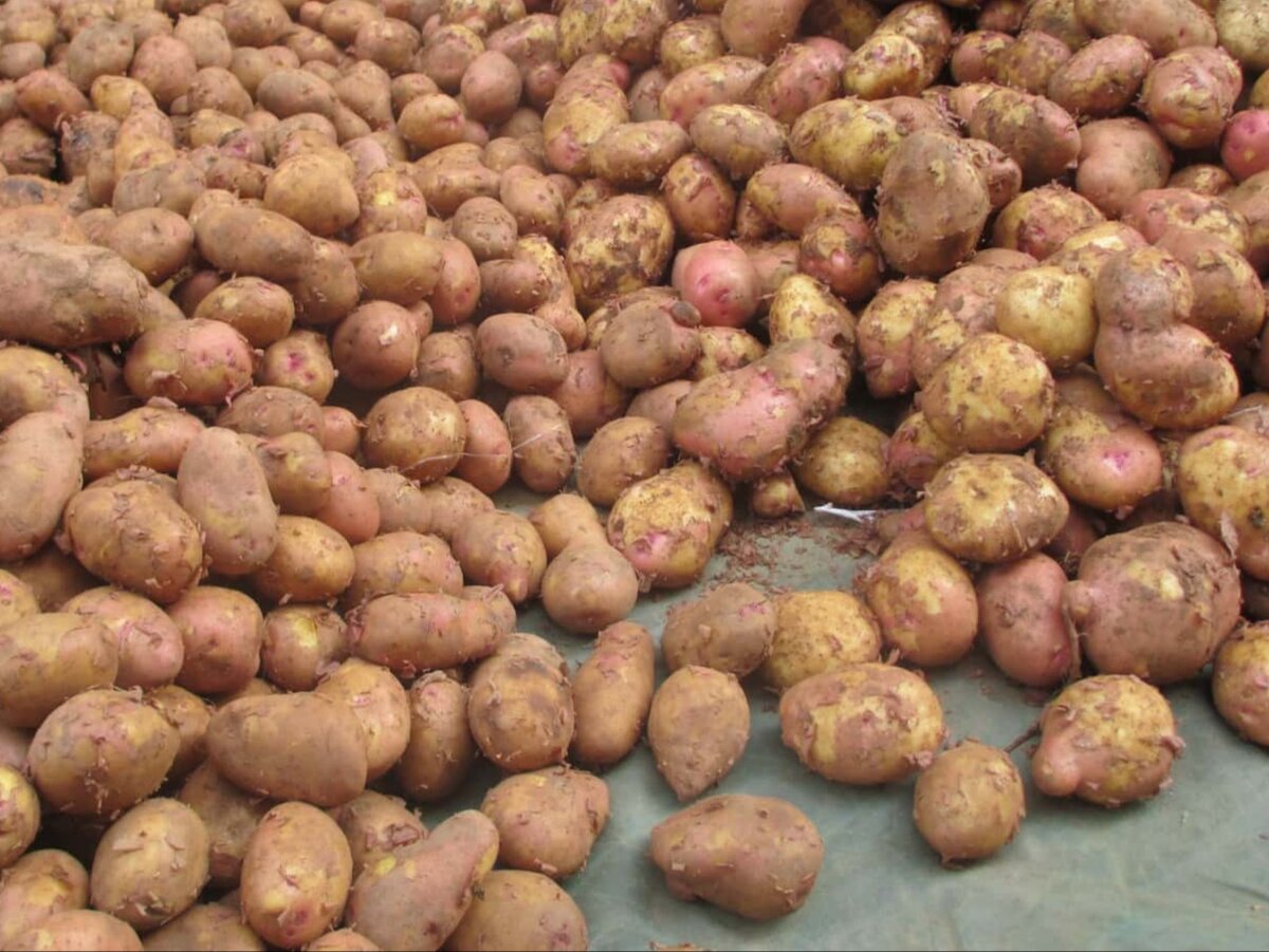 Лучшие сорта картофеля: урожайные, вкусные, прекрасно хранятся