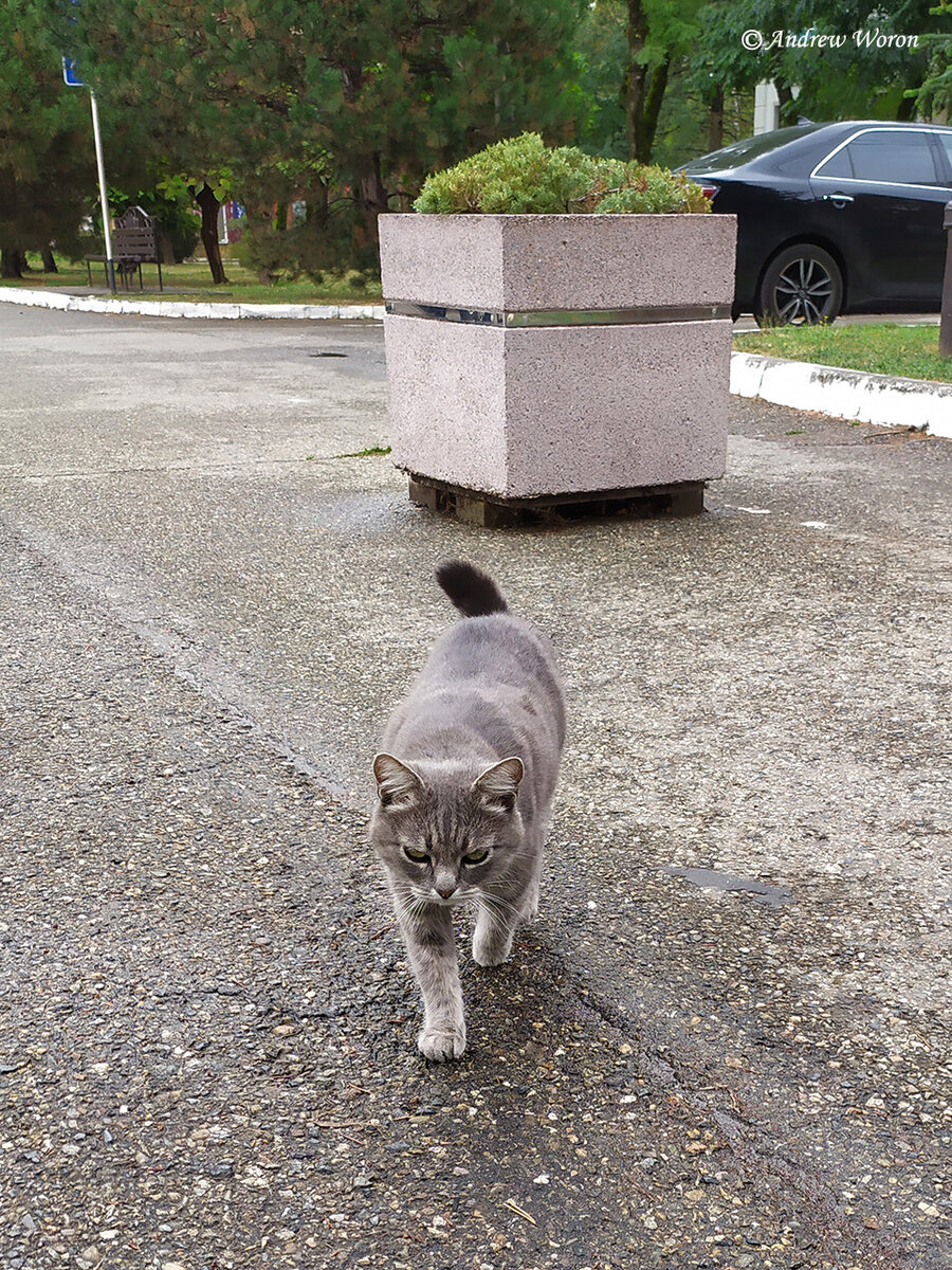 Этого котика я встретил на прогулочном бульваре ранним утром первого дня, когда шел с вокзала в сторону гостевого дома