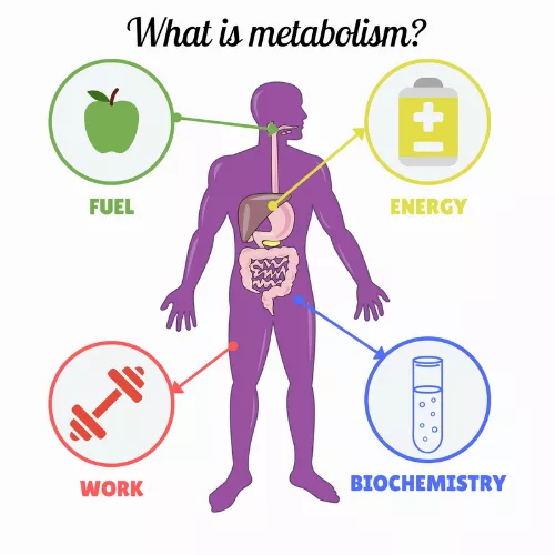 Картинка отсюда: https://essayrx.com/article/what-is-metabolism-and-how-it-works 
