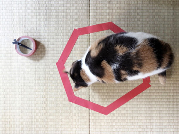 10 простых советов, как обезопасить ваш дом от котёнка