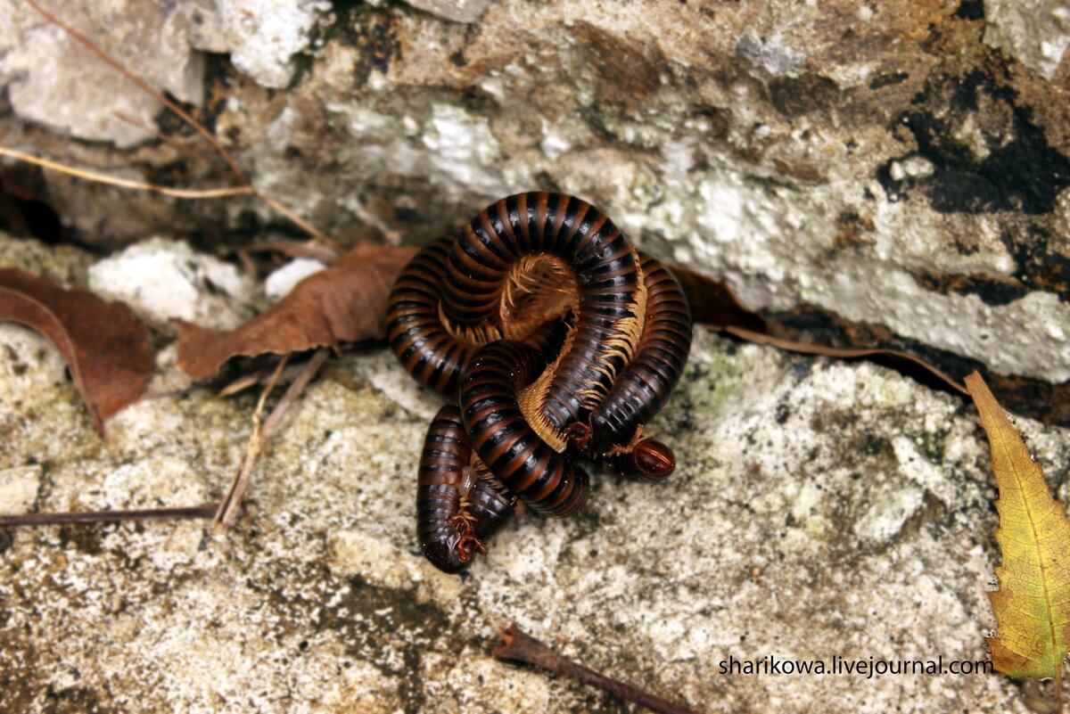 Сосчитай кивсяков, бро =)