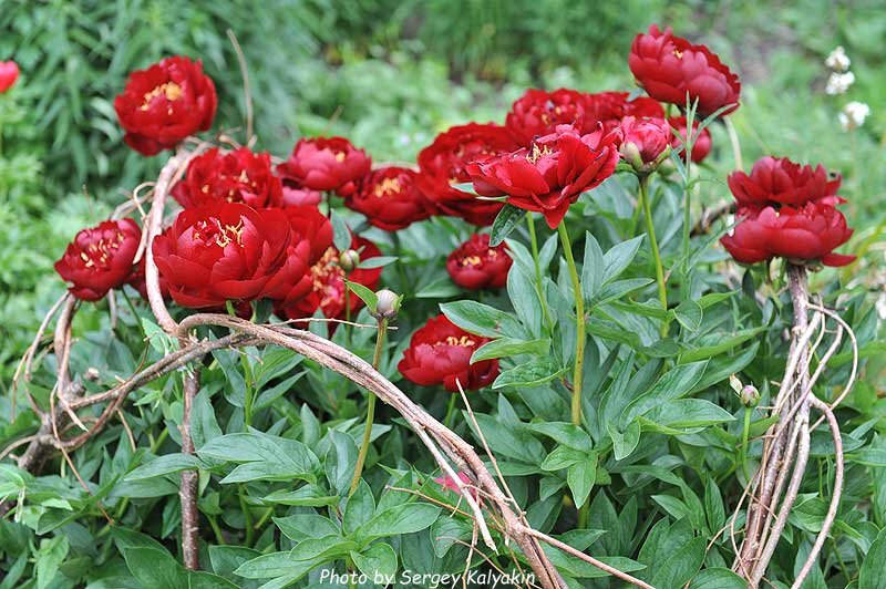 Опора для пионов