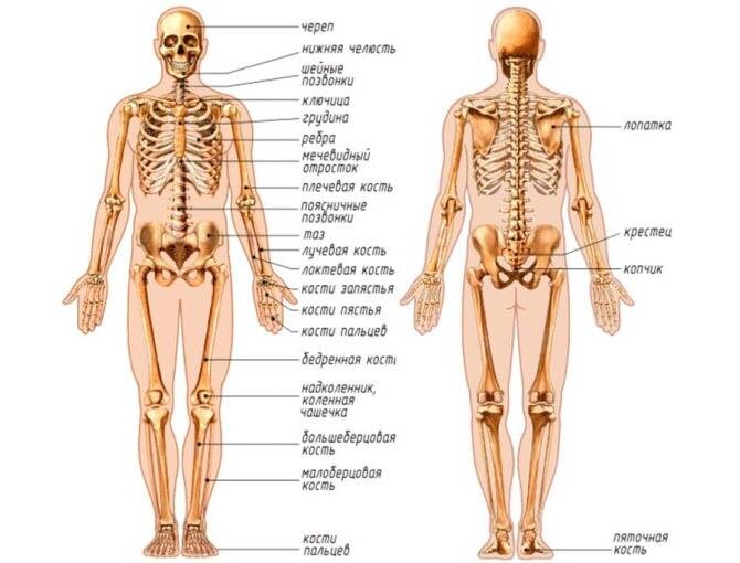 Схема костей человека