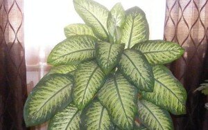 Несмотря на то что диффенбахия не является очень требовательной к уходу, все равно лучше всего она будет чувствовать себя именно в почве, предназначенной для декоративно-лиственных растений. Как правило, грунт такого типа уже заранее обогащен удобрениями, в связи с чем на протяжении первого полугодия после пересадки нет необходимости в дополнительных подкормках.