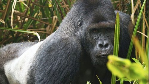 24. Восточная горилла
 
 Фото: Joe McKenna / San Diego, California
 