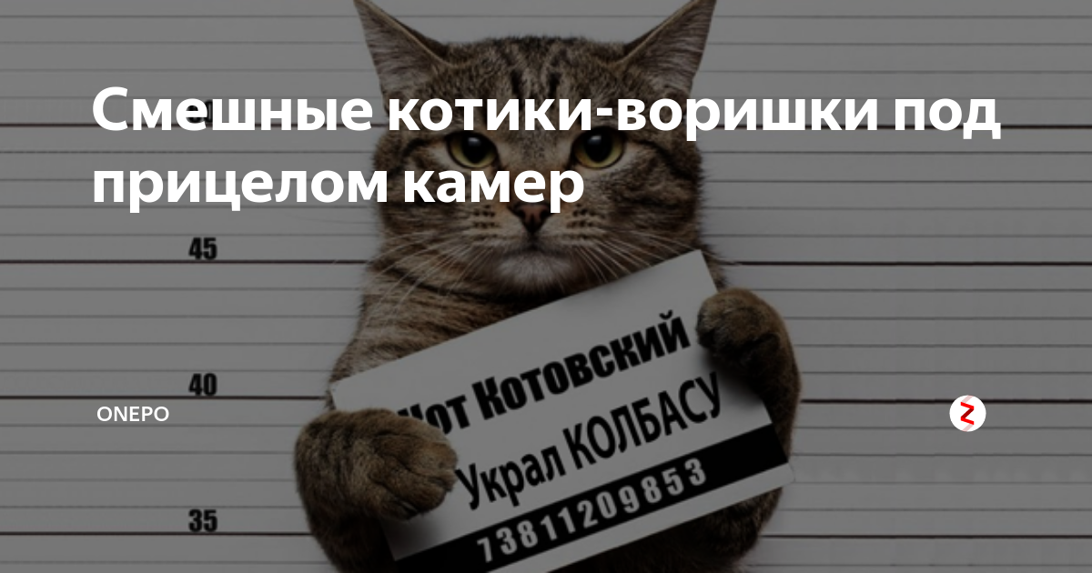 Вот воришка нажал на задвижку 2. Смешная надпись про кота воришку. Котик воришка Мем. Курсовая прикол кот.