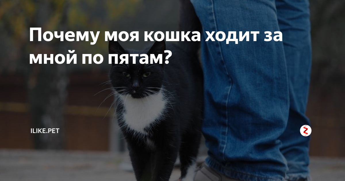 Кошка ходит по пятам