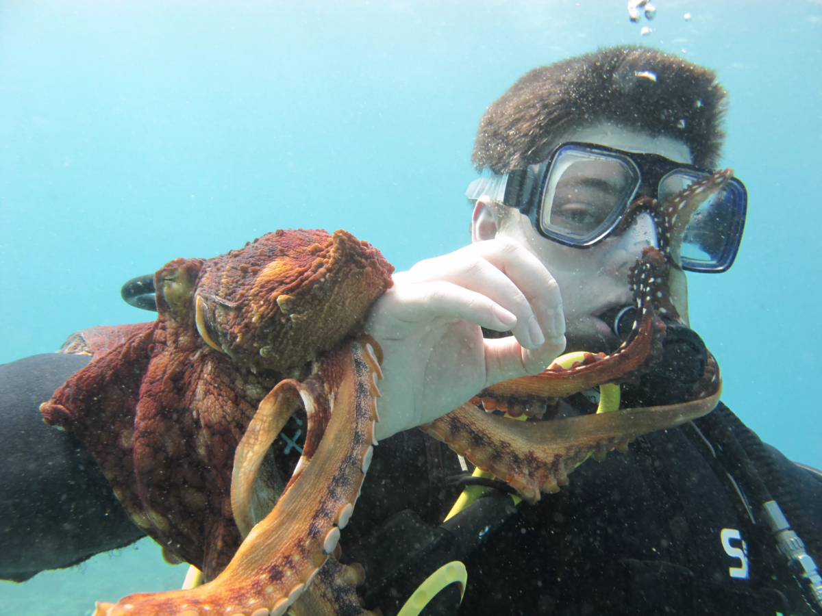 Опасность осьминогов. Осьминог Дофлейна. Гигантский Тихоокеанский осьминог. Самый большой осьминог в мире. Самый большой осминго в мире.