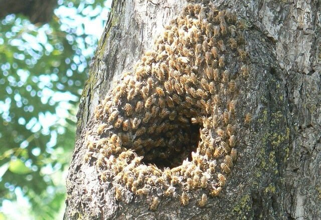 дом пчел