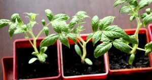 Густые насаждения. Если семена посажены очень близко друг от друга, то при прорастании они будут затенять друг друга. Все это простимулирует активный рост и сеянцы будут «конкурировать» между собой, чтобы освободиться от тесноты. Результатом такого явления также будут неокрепшие и нежизнеспособные стебли.