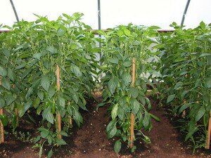 Всем огородникам, которые активно участвуют в посадке семян на рассаду, важно знать, какого числа и в какой период производить первые шаги лучше всего, когда посаженная рассада принесет хороший урожай. Самыми благоприятными для посадки семян в 2018 году, согласно Лунному календарю, являются 15-16 февраля, 11-12 февраля и 9-10 марта. Если за это время не успевают произвести посев на рассаду, к каждому периоду добавляется еще 3 дня. В России и Подмосковье болгарский перец выращивают через рассаду. Семена высаживают в третьей декаде февраля — в начале марта.