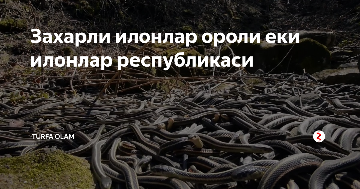 Захарли илонлар ороли еки илонлар республикаси | TURFA OLAM | Дзен