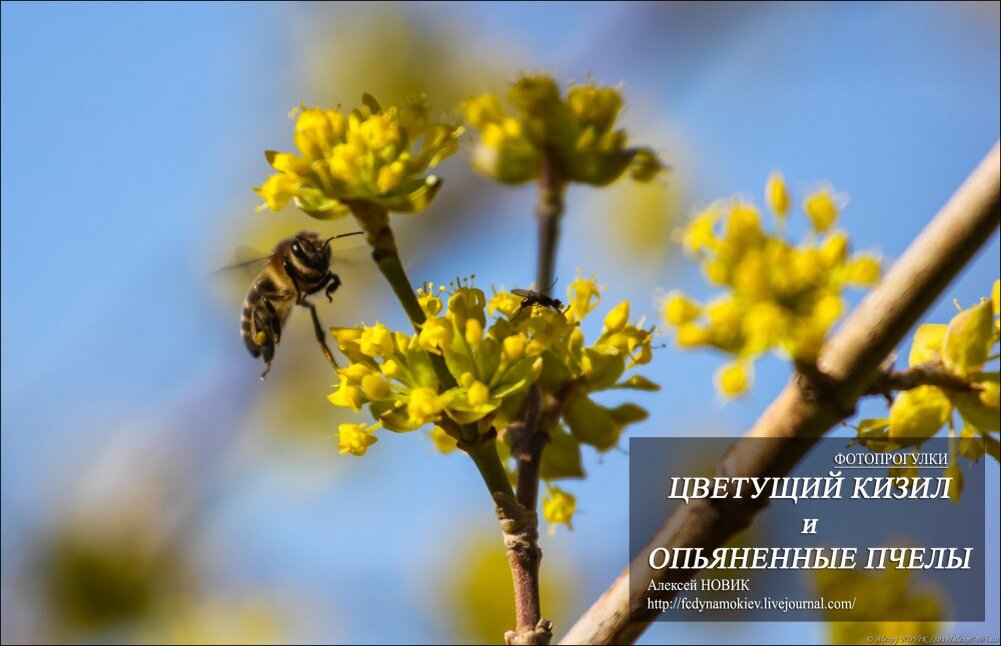  У меня на даче расцвел кизил.

