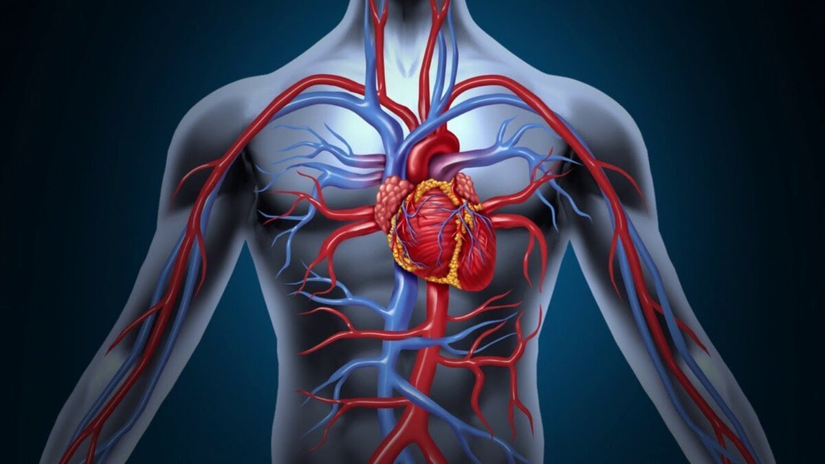 Cardiovascular system. Сердечно-сосудистая система человека. Сердце в организме. Сердечно сосудистпчисистема. Тело человека сердце.
