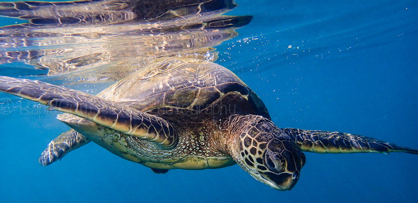 Морская черепаха.