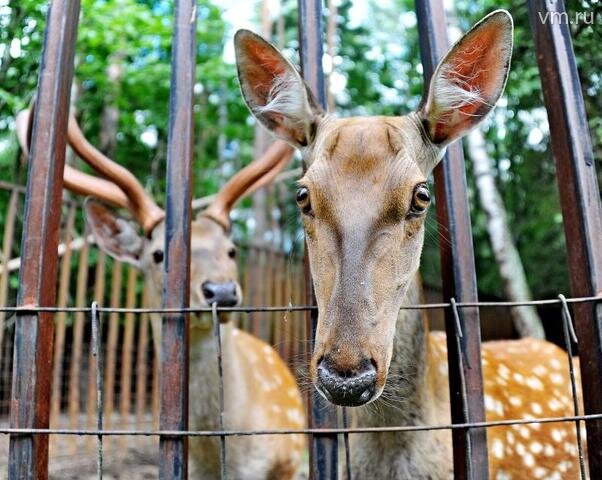 Светлана Колоскова, "Вечерняя Москва". Считалось, что после праздника начиналось бабье лето