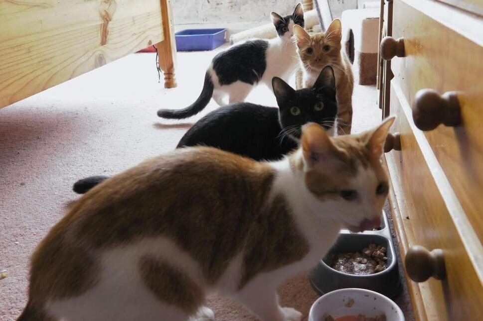 SNARL выхаживают кошек.