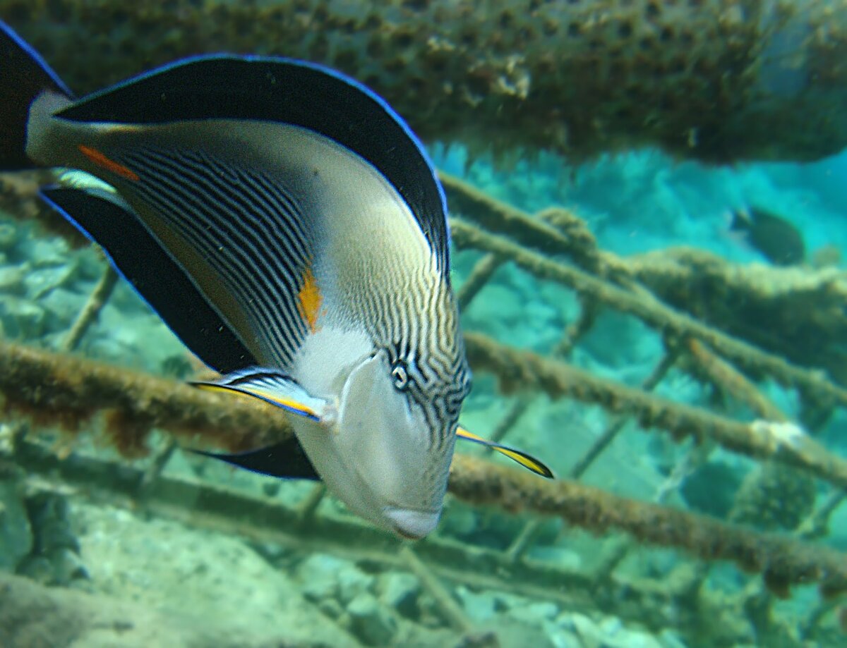 Рыбы атакуют. Acanthurus nigrofuscus. Рыба хирург Хургада. Рыбка хирург красное море. Рыбы красного моря Египет.