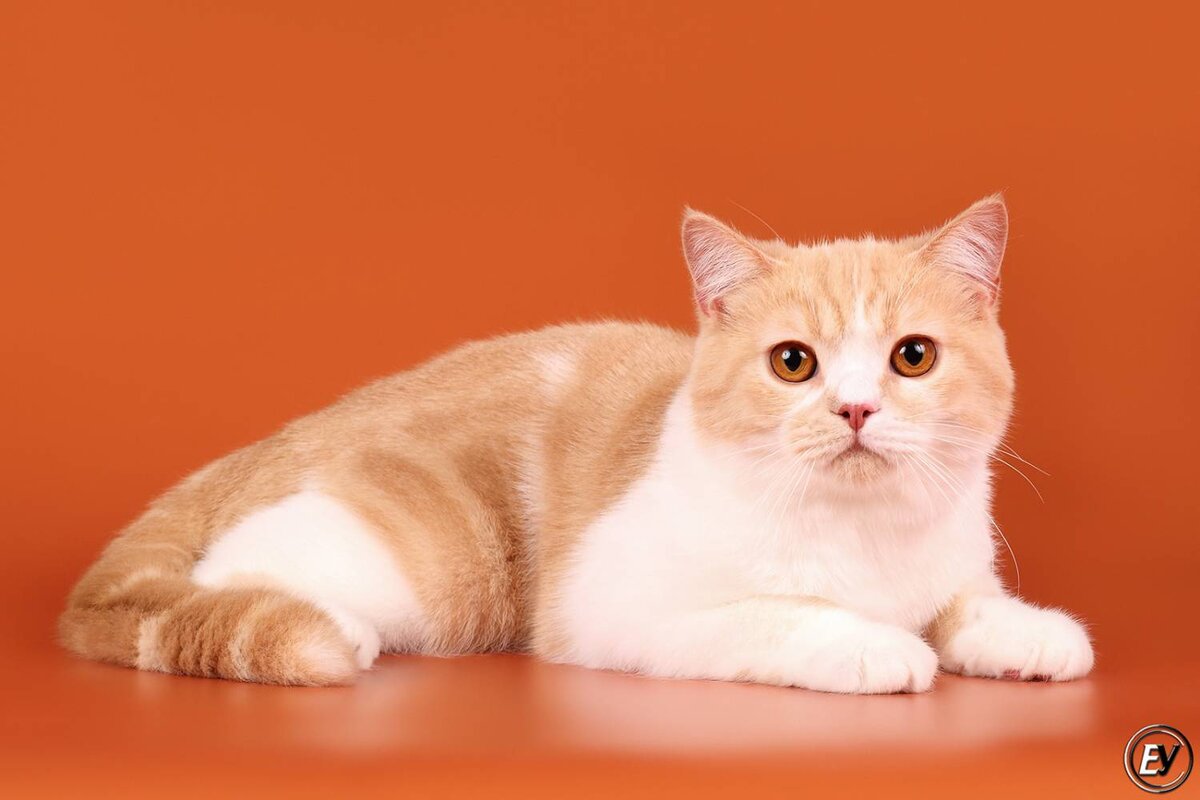 Шотландская короткошерстная кошка (Scottish Straight) – это разновидность породы шотландской вислоухой, скрещенная с прямоухими кошками.-2