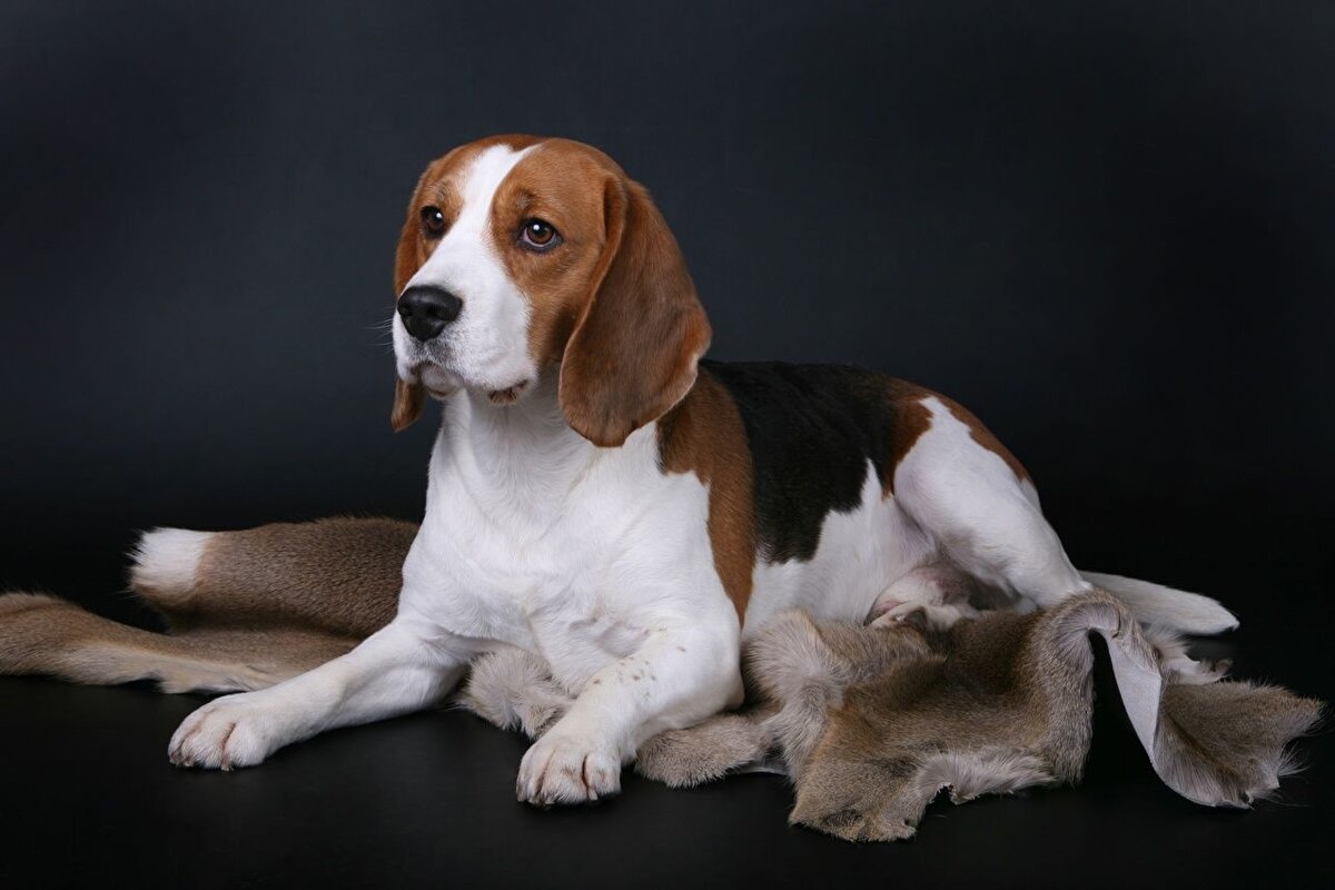  Бигль (Beagle)– это разновидность гончих собак, для которых действуют особые стандарты.