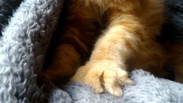 Кот массажист. Причины почему кошки мнут лапами человека. | ЖивотноМир |  Дзен