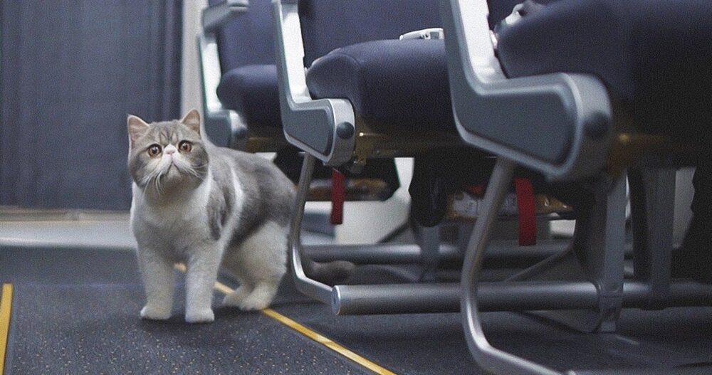 как перевозить кошку в самолете за границу