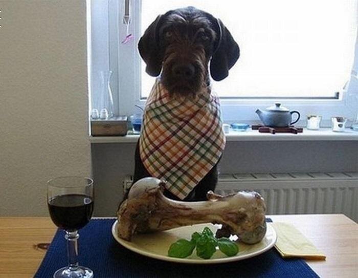 Dog dinner. Собака приятногоиапеетита.