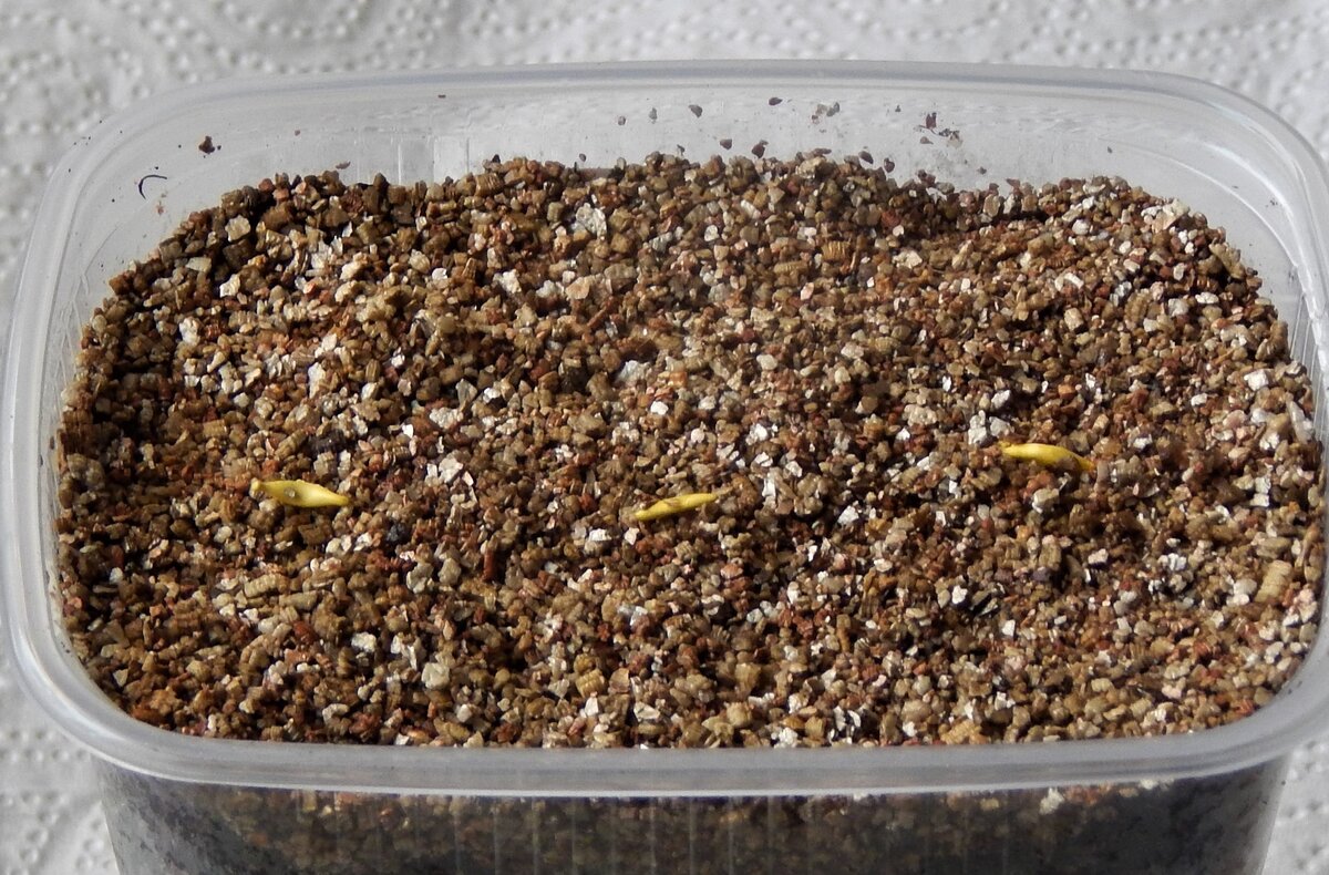 Выращивание герберы из семян в домашних условиях: секреты правильной посадки и ухода