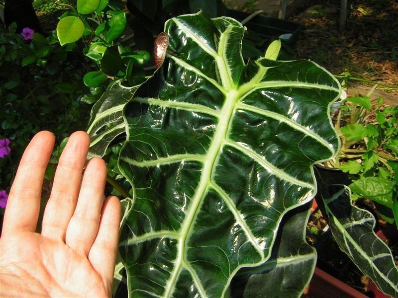 источник: serenataflowers.com