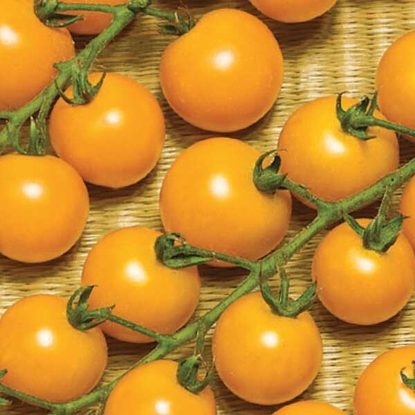 Желтые помидоры черри: лучшие сорта и гибриды в вашу копилочку