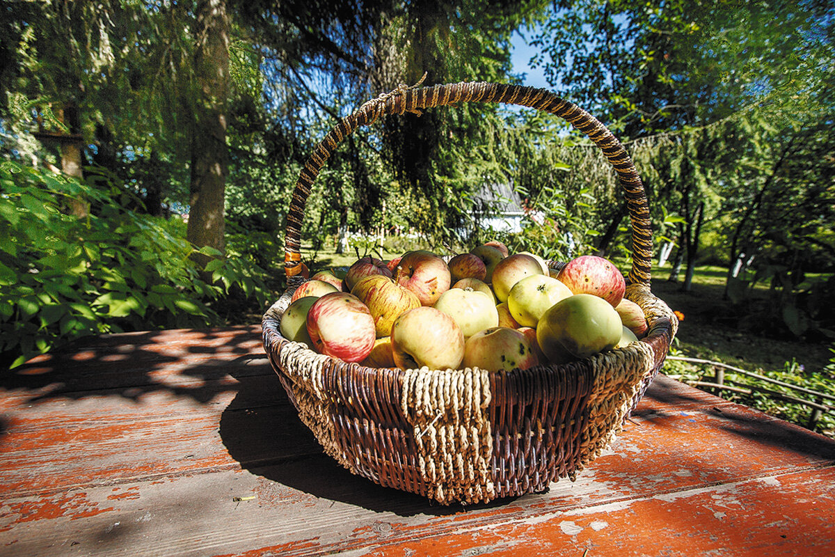 Спелые яблочки для гостей. Угощайтесь!