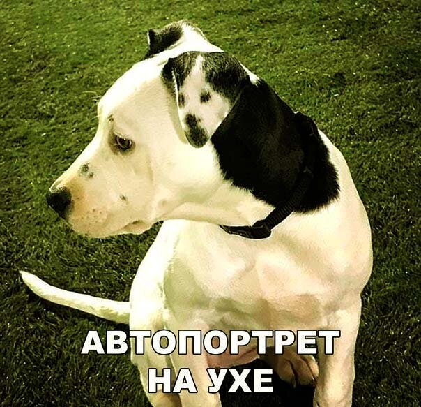 Какой же милый песик!