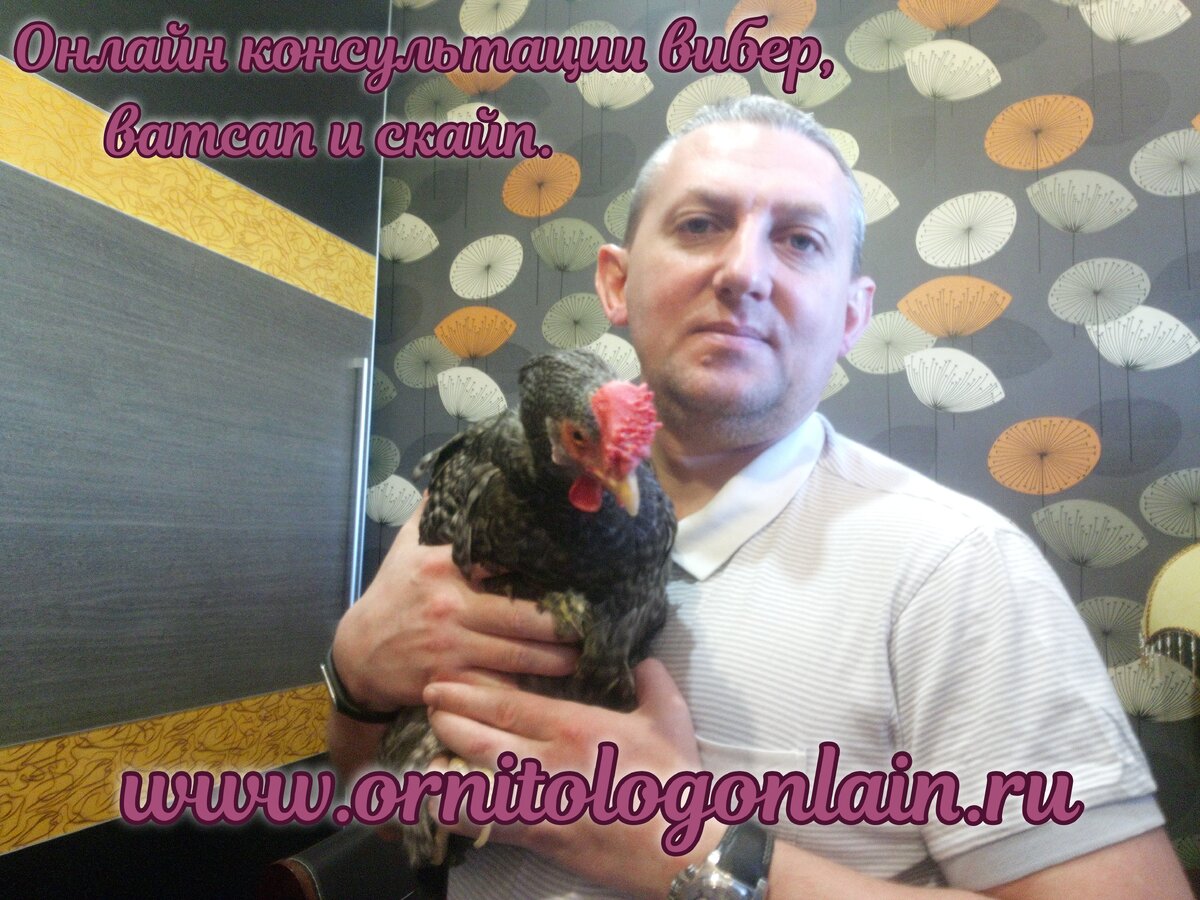 Биолог-орнитолог предупреждает о рисках