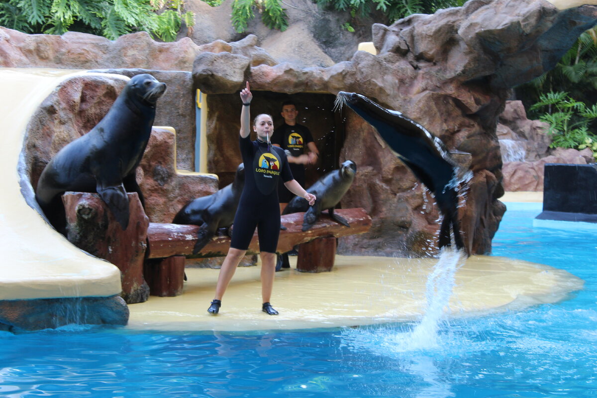 Спб нерпы океанариум. Морская звезда лазаревское дельфинотерапия. Шоу морских котиков. Приморский океанариум директор. Океанариум воронеж шоу морских котиков.