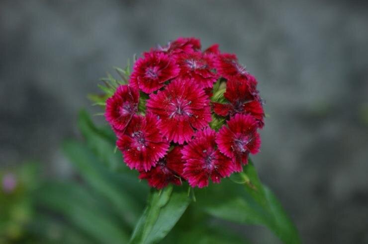 Dianthus chinensis гвоздика китайская